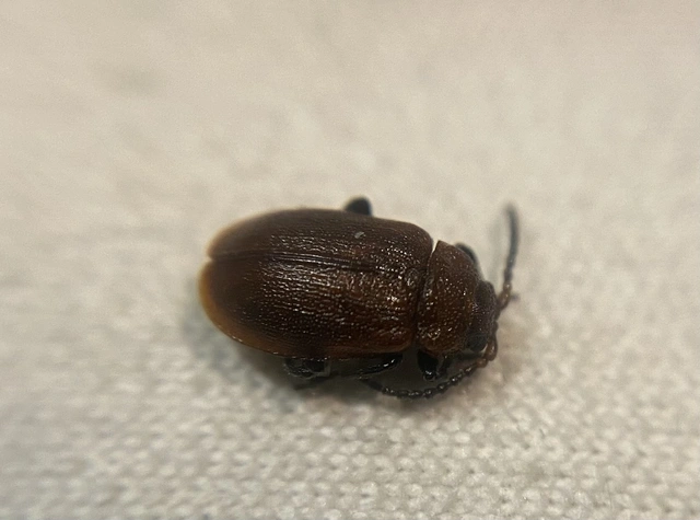 Galeruca rufa - vörös olajosbogár