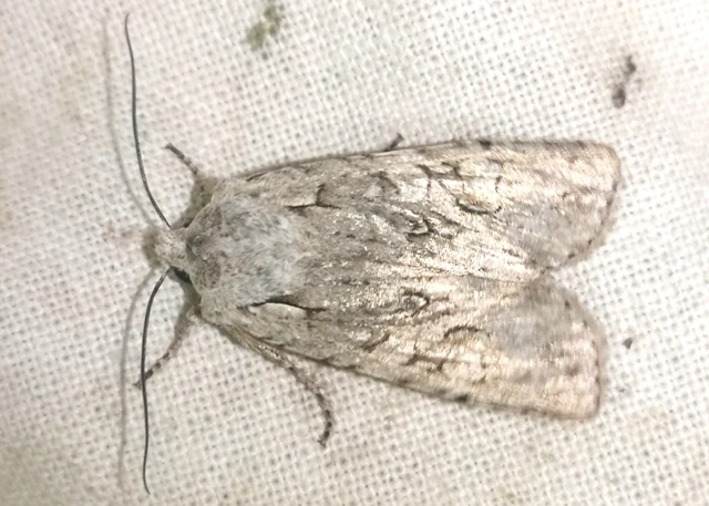 Lithophane ornitopus - közönséges fabagoly
