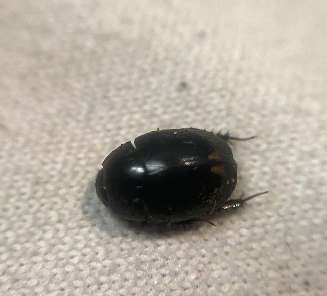 Sphaeridium lunatum - holdfoltos ganajcsibor
