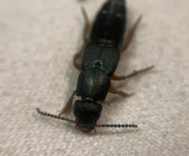 Platydracus fulvipes - fémkék holyva Platydracus fulvipes - fémkék holyva