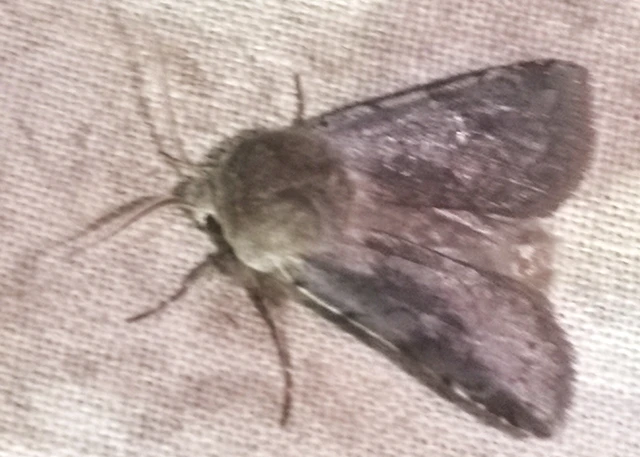 Cerastis rubricosa - vörhenyes tavaszibagoly