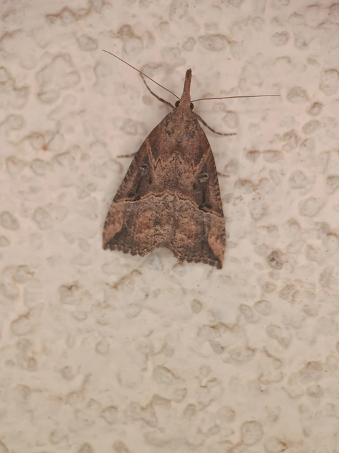 Hypena rostralis - közönséges karcsúbagoly