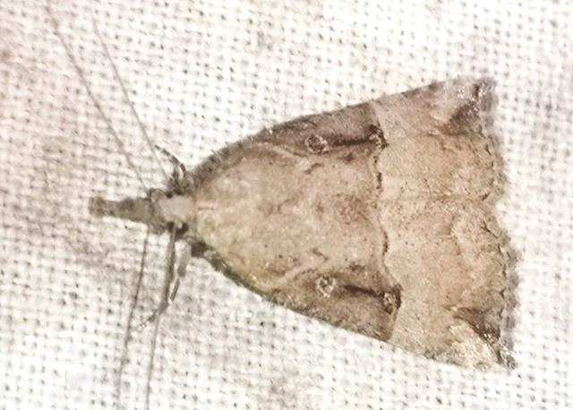 Hypena rostralis - közönséges karcsúbagoly