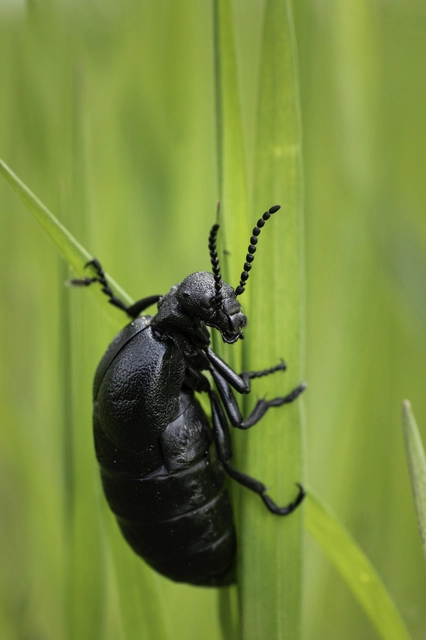 Meloe scabriusculus - érdes nünüke
