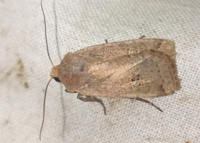 Conistra erythrocephala - vörösfejű őszibagoly