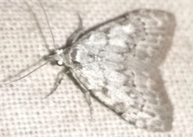 Nola confusalis - apró pamacsosszövő