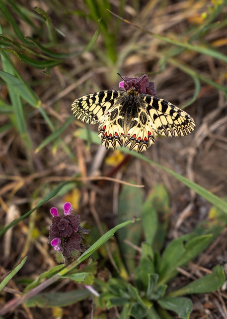 Zerynthia polyxena - farkasalmalepke