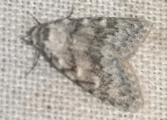 Nola cicatricalis - szürke pamacsosszövő