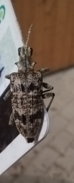 Rhagium inquisitor - fenyves-tövisescincér