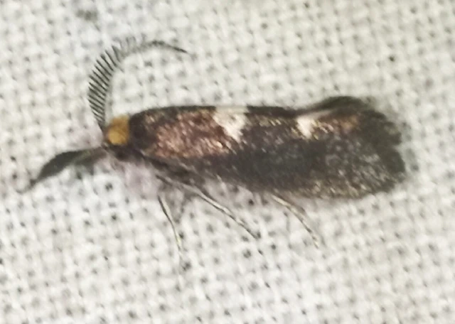 Incurvaria masculella - tölgyaknázó virágmoly