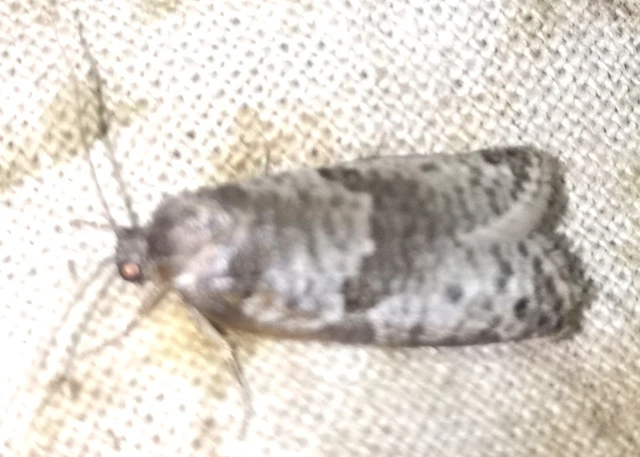 Pseudeulia asinana - korai sodrómoly