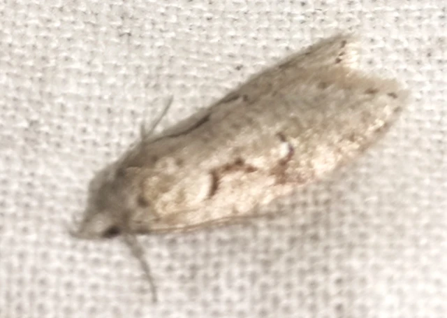 Semioscopis steinkellneriana - levélszövő laposmoly