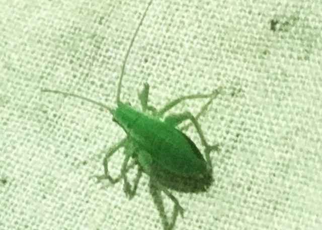Isophya kraussii - erdei tarsza