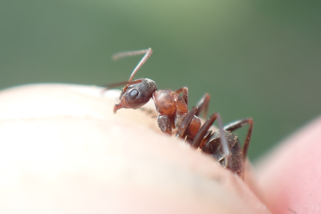Formica rufibarbis - vörös rabszolgahangya