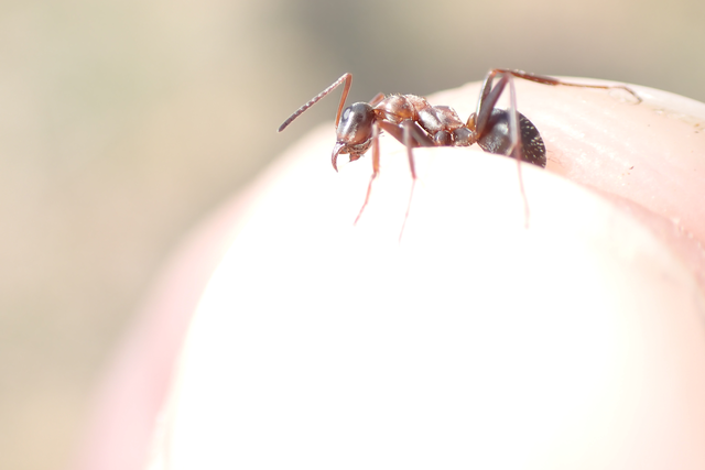 Formica rufibarbis - vörös rabszolgahangya