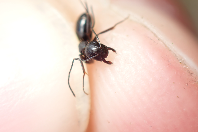 Camponotus aethiops - szőrös lóhangya