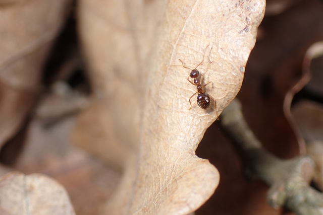 Prenolepis nitens - ragyogóhangya