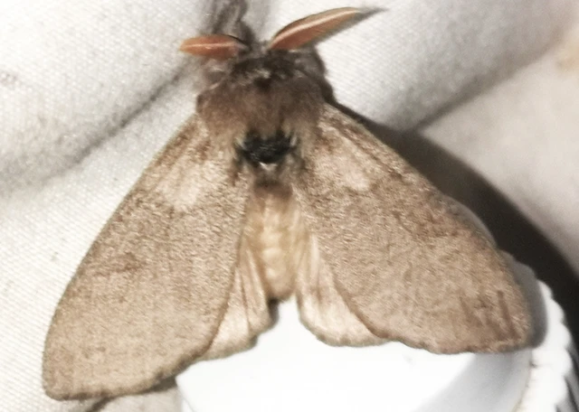 Calliteara pudibunda - hamvasszövő
