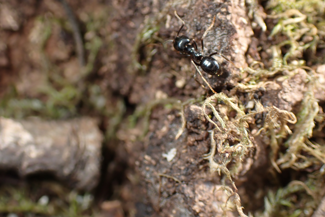 Lasius fuliginosus - kartonépítő fahangya