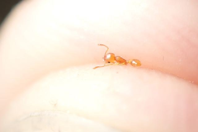Temnothorax turcicus - sárga kéreghangya