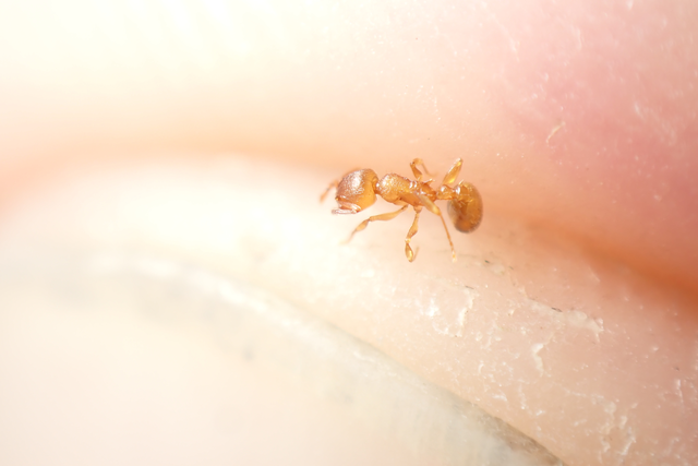 Temnothorax crassispinus - gubacslakó kéreghangya