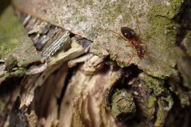 Prenolepis nitens - ragyogóhangya