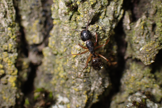 Camponotus tergestinus - sárgalábú lóhangya