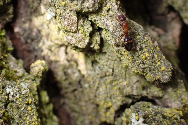 Colobopsis truncata - kapushangya