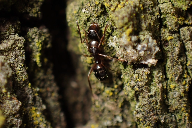 Camponotus fallax - ligeti lóhangya