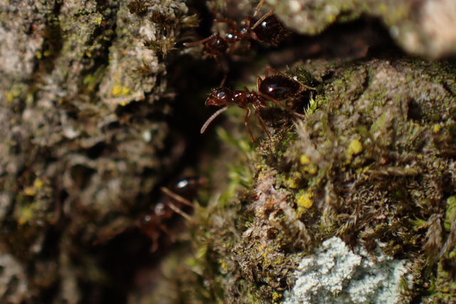 Prenolepis nitens - ragyogóhangya
