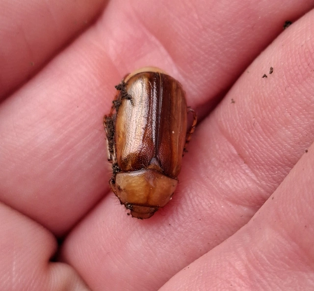 Rhizotrogus aestivus - tavaszvégi cserebogár