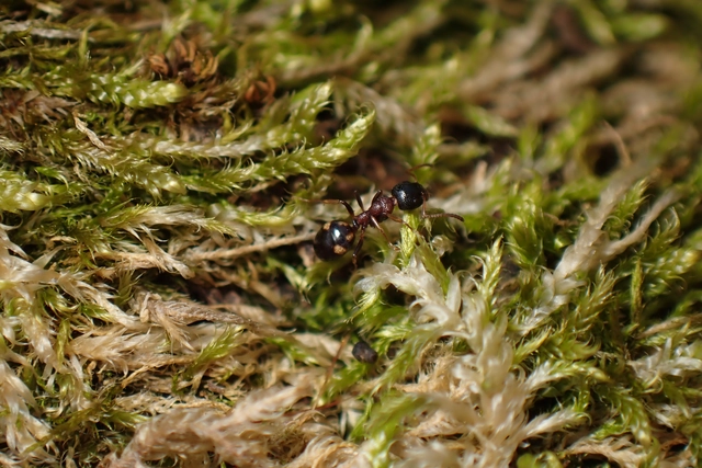 Dolichoderus quadripunctatus - négypettyes erdeihangya