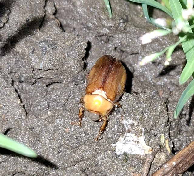 Rhizotrogus aestivus - tavaszvégi cserebogár