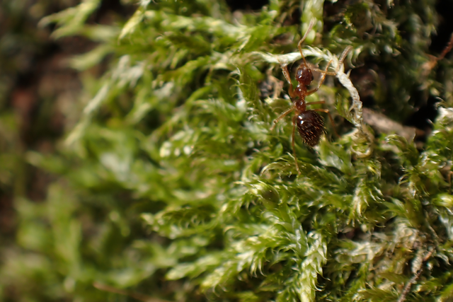 Prenolepis nitens - ragyogóhangya