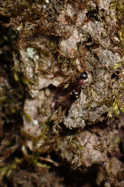 Dolichoderus quadripunctatus - négypettyes erdeihangya
