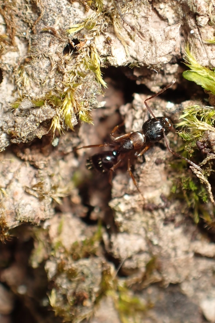 Camponotus fallax - ligeti lóhangya