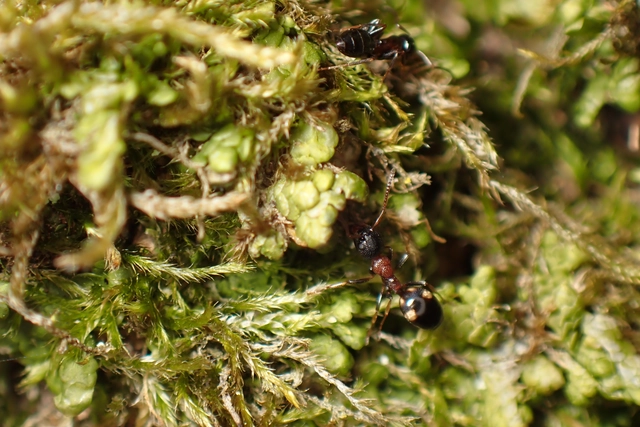 Dolichoderus quadripunctatus - négypettyes erdeihangya
