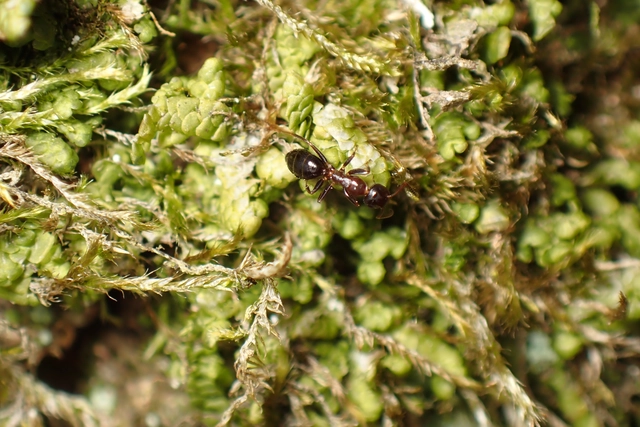 Colobopsis truncata - kapushangya