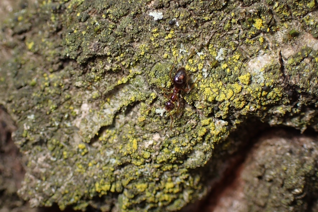 Prenolepis nitens - ragyogóhangya