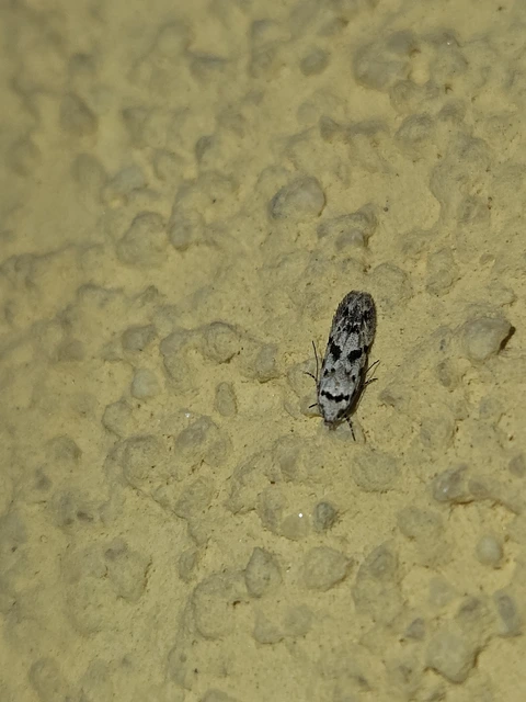 Stenolechiodes pseudogemmellus - molyhostölgyes sarlósmoly