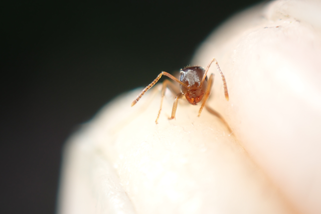 Lasius alienus - kövi feketehangya