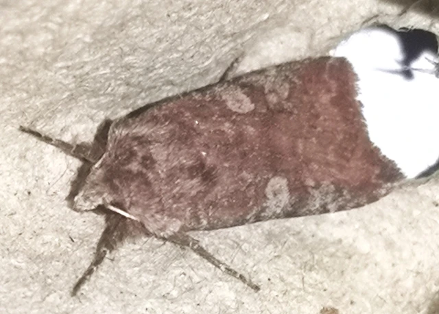 Cerastis leucographa - fehérjegyes tavaszibagoly