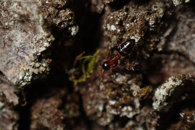 Colobopsis truncata - kapushangya