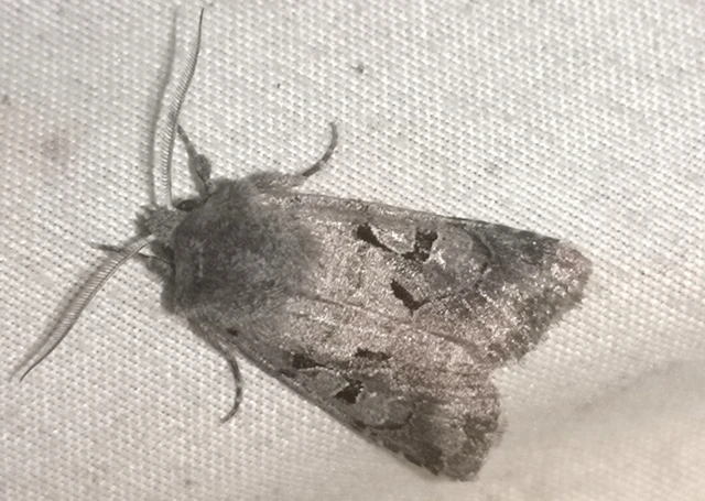 Orthosia gothica - feketefoltos barkabagoly