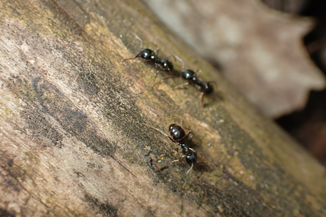 Lasius fuliginosus - kartonépítő fahangya