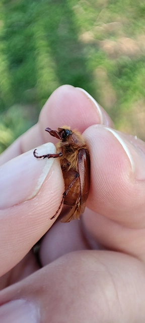 Holochelus aequinoctialis - tavaszeleji cserebogár