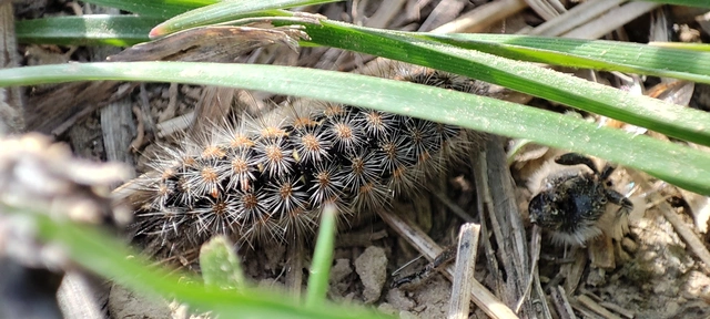 Pentophera morio - réti gyapjaslepke