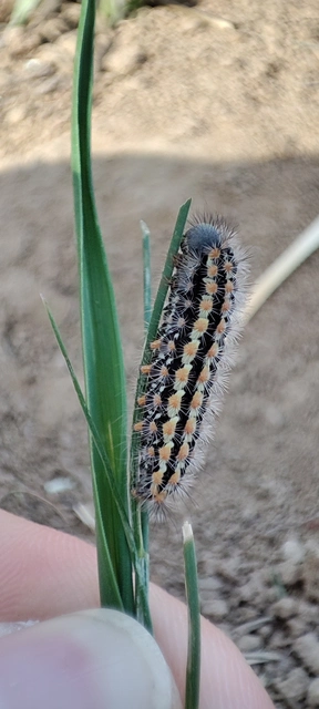 Pentophera morio - réti gyapjaslepke