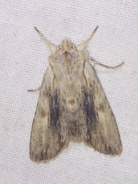 Lithophane socia - barna fabagoly