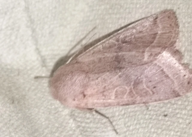 Orthosia cerasi - közepes barkabagoly